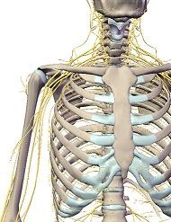 plexo braquial neurodinamica en la practica clinica osteon Alaquàs Valencia