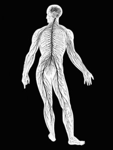 central-and-peripheral-nervous-system