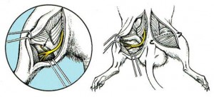OSTEON ciático ratas