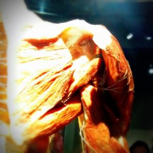 nervio axilar osteon fisioterapia