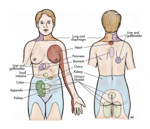 dolor visceral osteon